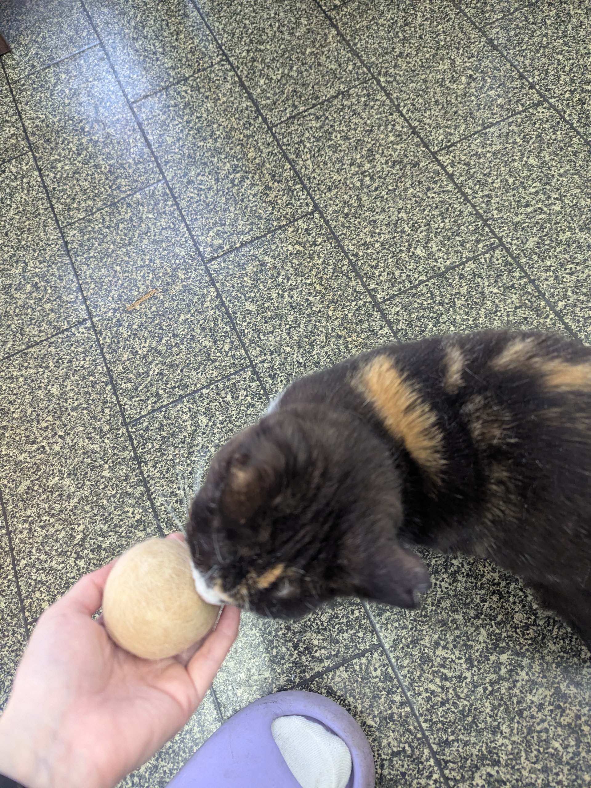 茨城県坂東市　保護猫　里親募集　預かりボランティア　わんにゃんサークル結生