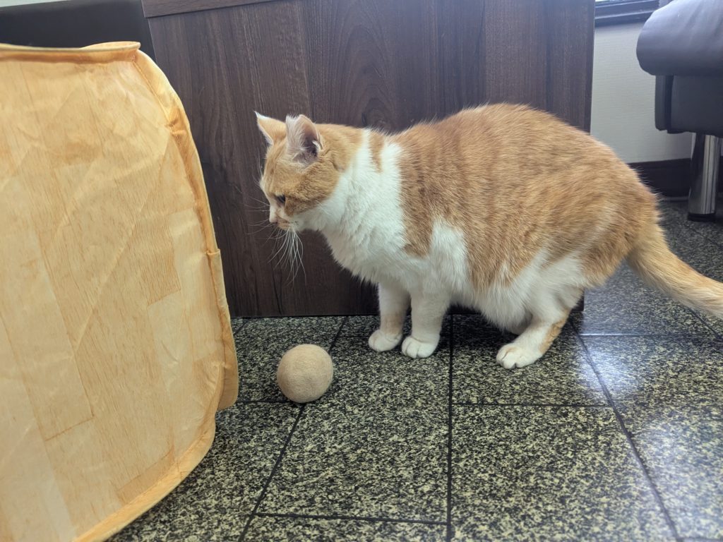 茨城県坂東市　保護猫　里親募集　預かりボランティア　わんにゃんサークル結生