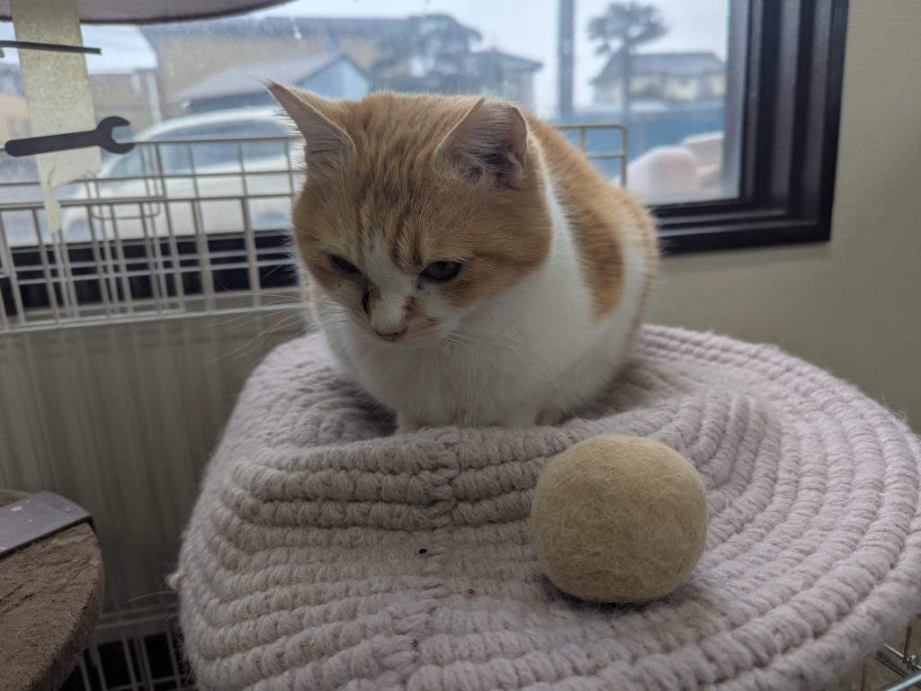 茨城県坂東市　保護猫　里親募集　預かりボランティア　わんにゃんサークル結生