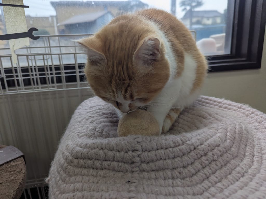 茨城県坂東市　保護猫　里親募集　預かりボランティア　わんにゃんサークル結生