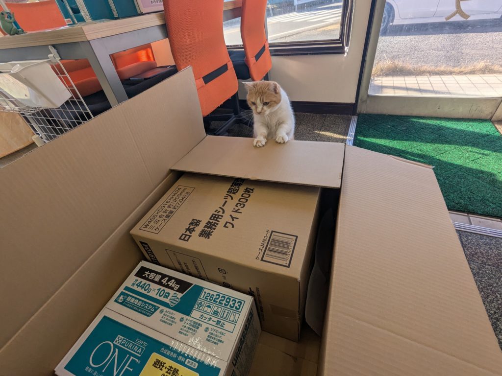 茨城県坂東市 保護猫 里親募集 預かりボランティア わんにゃんサークル結生