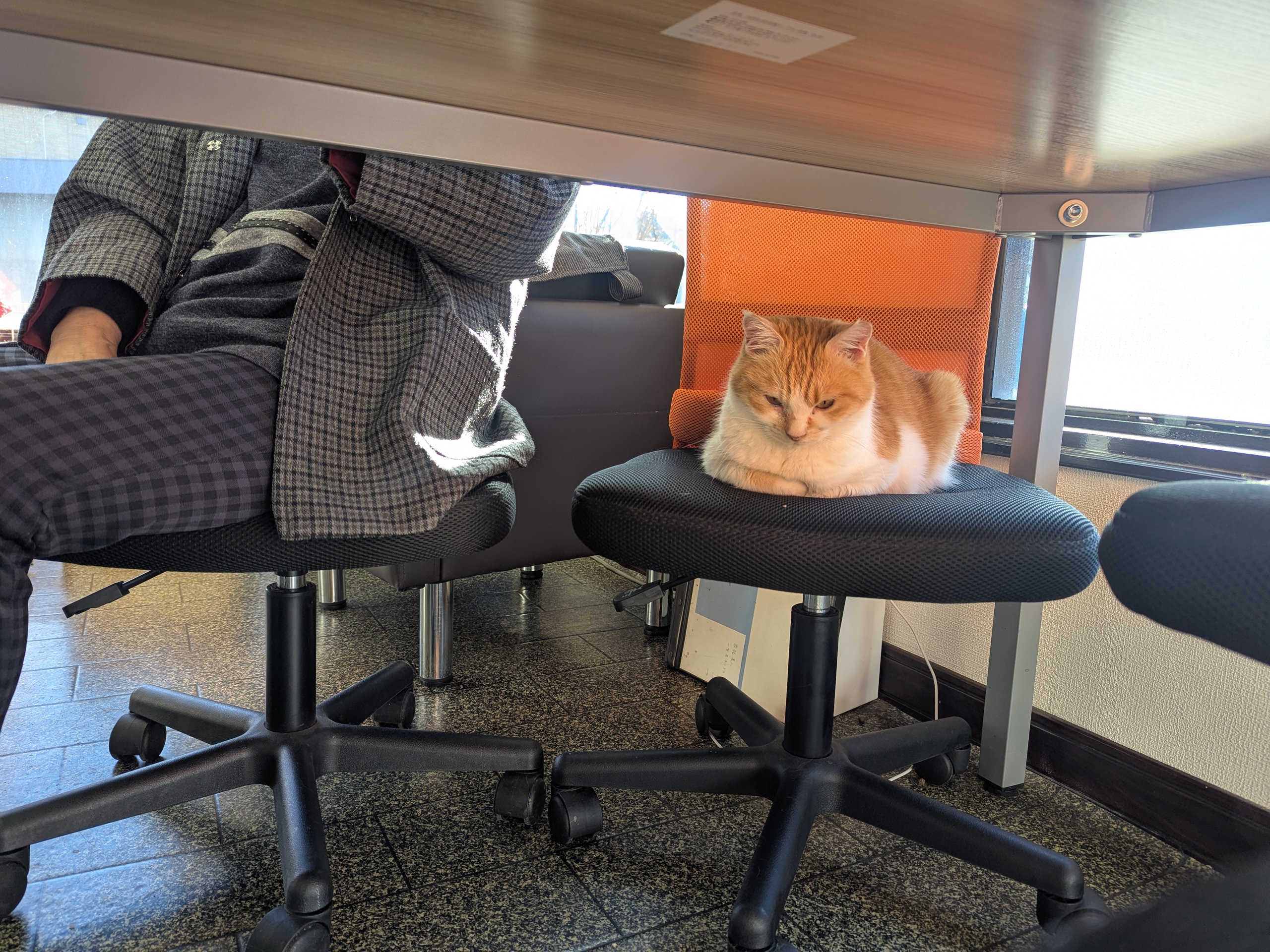 茨城県坂東市　保護猫　里親募集　預かりボランティア　わんにゃんサークル結生