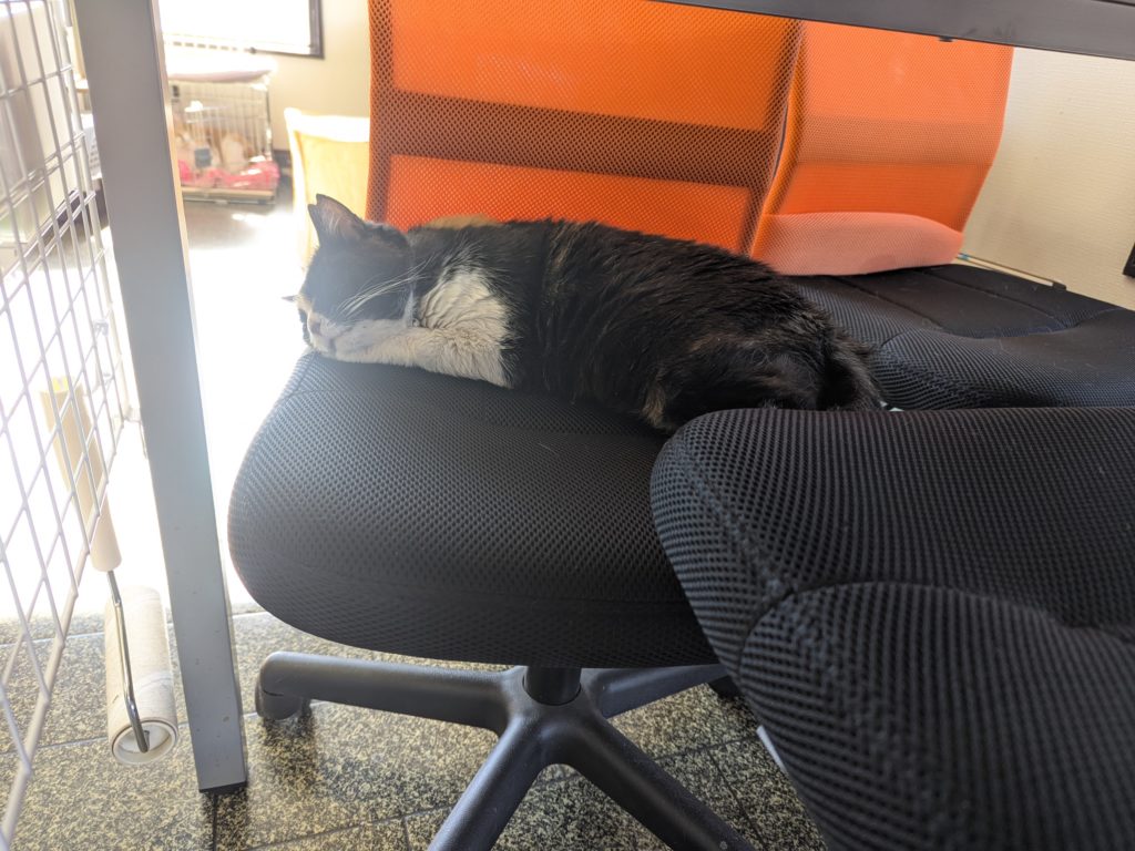 茨城県坂東市 保護猫 里親募集 預かりボランティア わんにゃんサークル結生