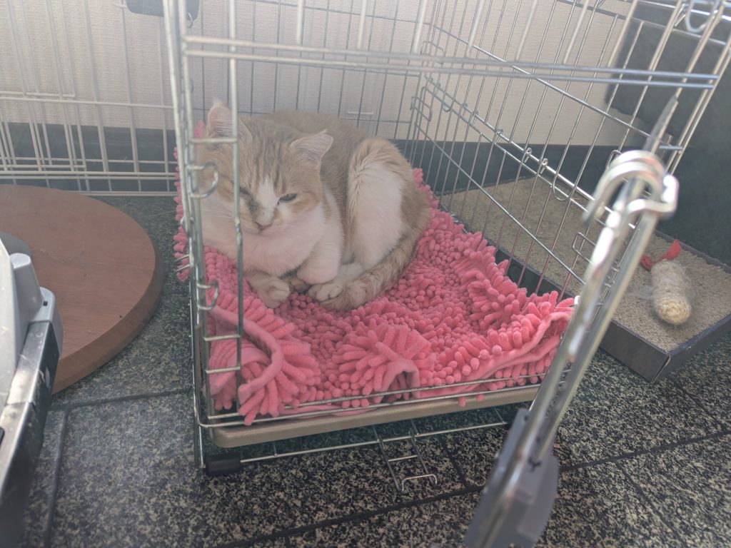 茨城県坂東市 保護猫 里親募集 預かりボランティア わんにゃんサークル結生