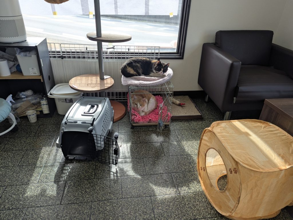 茨城県坂東市 保護猫 里親募集 預かりボランティア わんにゃんサークル結生