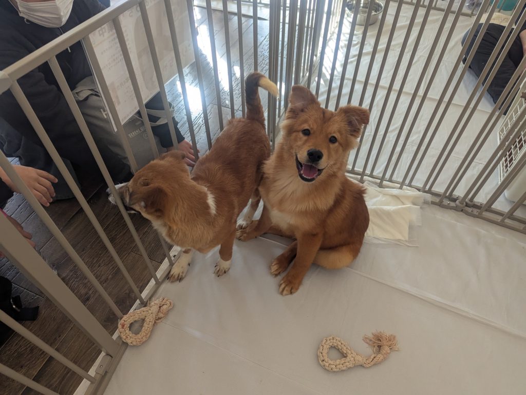 茨城県坂東市 保護猫 里親募集 預かりボランティア わんにゃんサークル結生 譲渡会