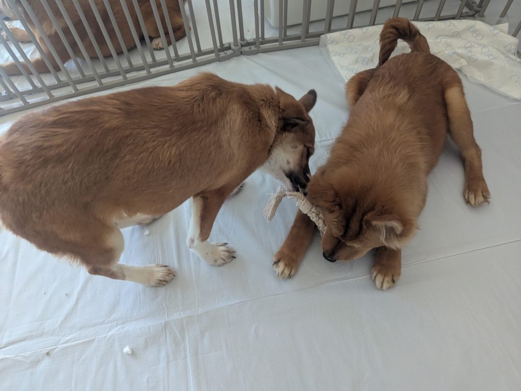 茨城県坂東市 保護猫 里親募集 預かりボランティア わんにゃんサークル結生 譲渡会