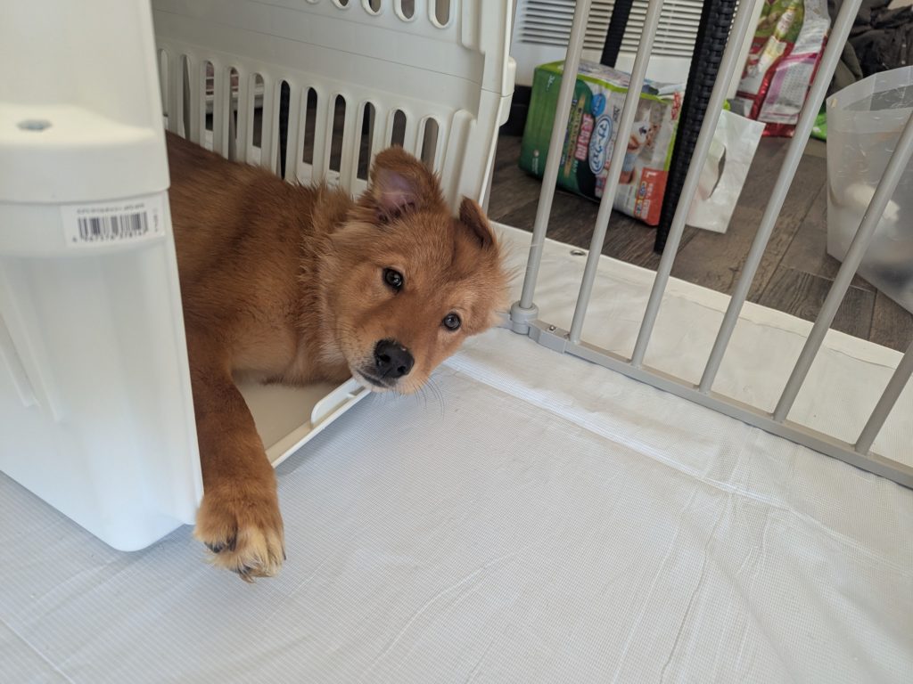 茨城県坂東市 保護猫 里親募集 預かりボランティア わんにゃんサークル結生 譲渡会