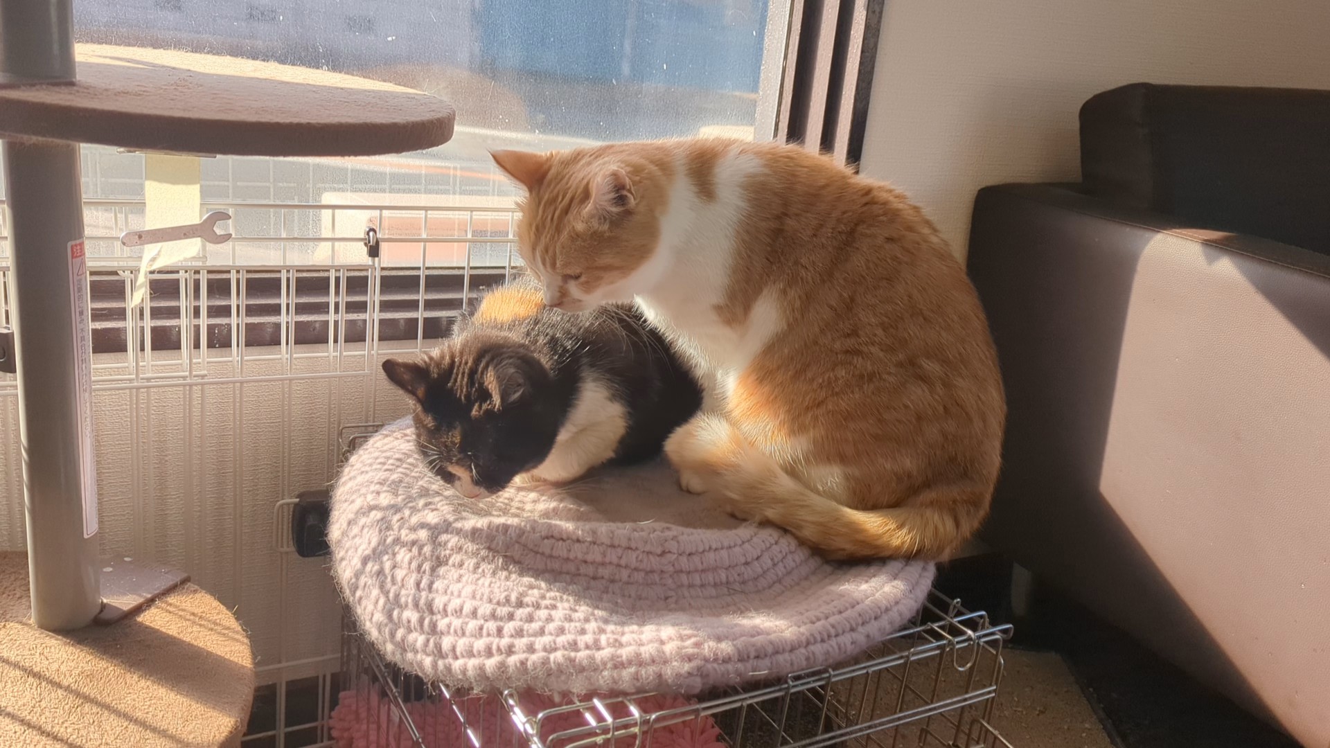 茨城県坂東市　保護猫　里親募集　預かりボランティア　わんにゃんサークル結生