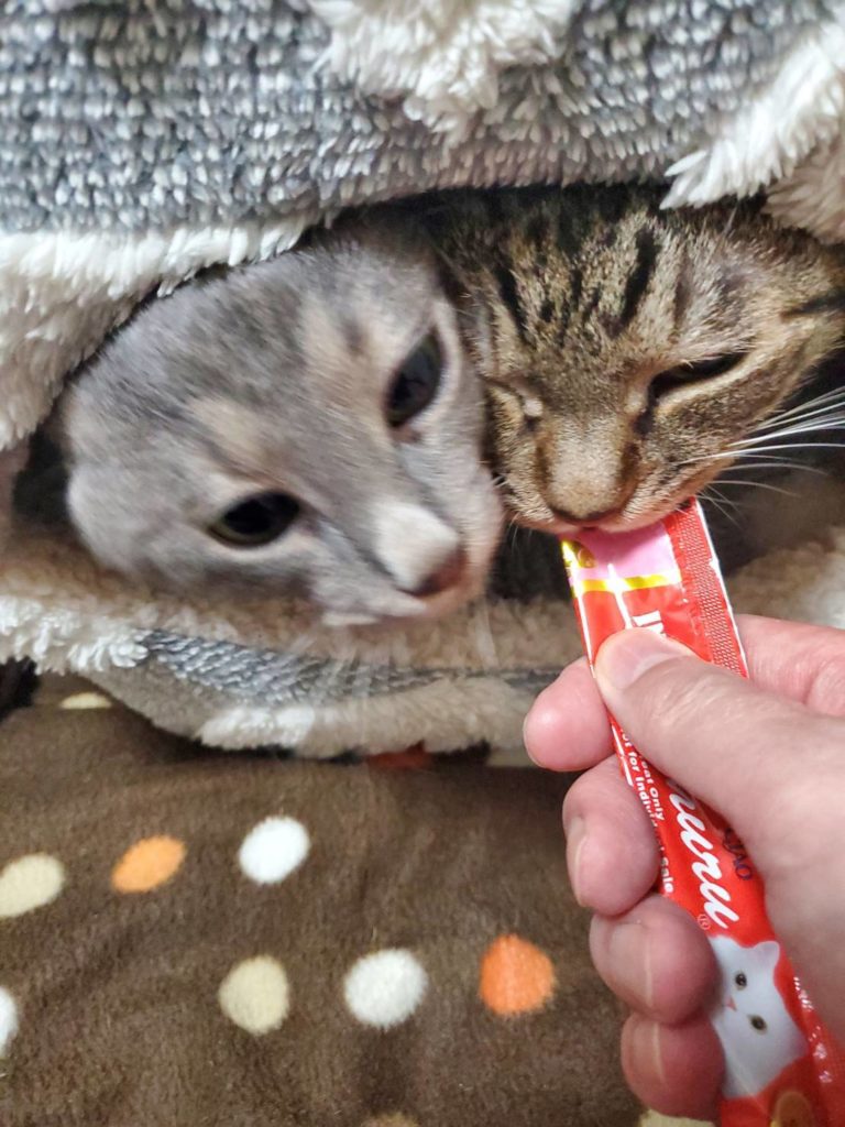 茨城県坂東市 保護猫 里親募集 預かりボランティア わんにゃんサークル結生