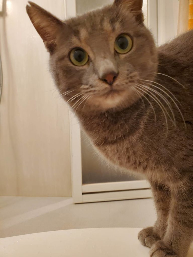 茨城県坂東市 保護猫 里親募集 預かりボランティア わんにゃんサークル結生