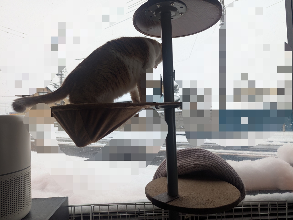 茨城県坂東市　保護猫　里親募集　預かりボランティア　わんにゃんサークル結生