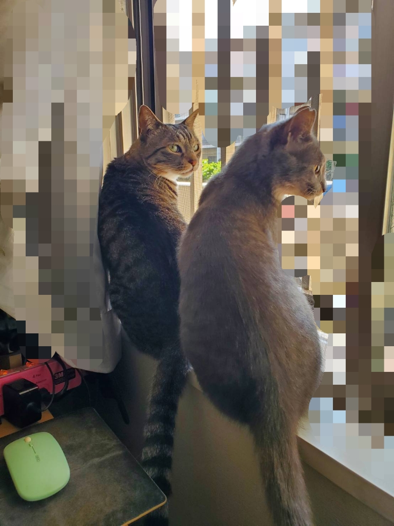 茨城県坂東市 保護猫 里親募集 預かりボランティア わんにゃんサークル結生