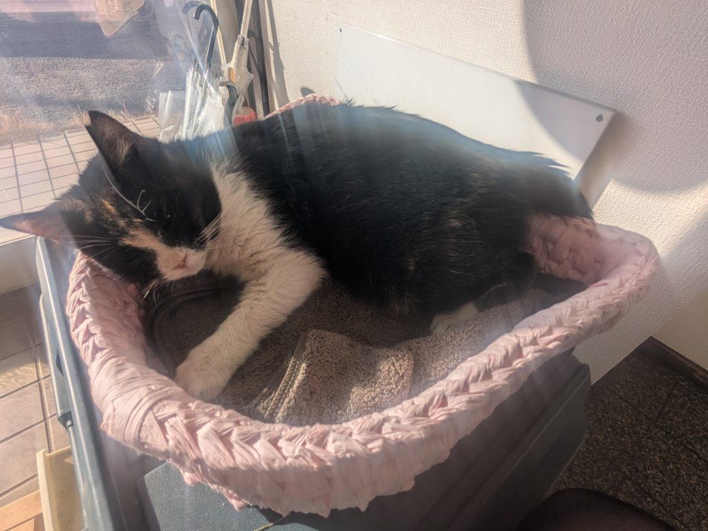 茨城県坂東市　保護猫　里親募集　預かりボランティア　わんにゃんサークル結生