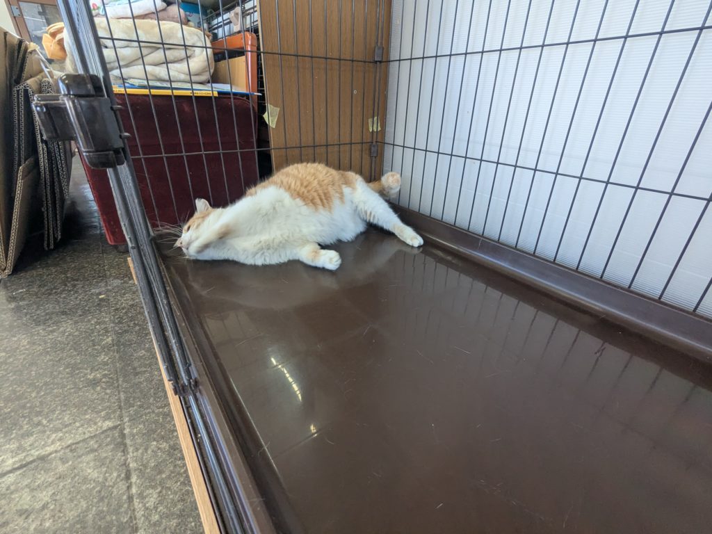 茨城県坂東市　保護猫　里親募集　預かりボランティア　わんにゃんサークル結生