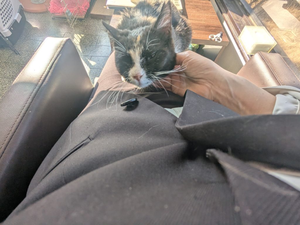 茨城県坂東市　保護猫　里親募集　預かりボランティア　わんにゃんサークル結生