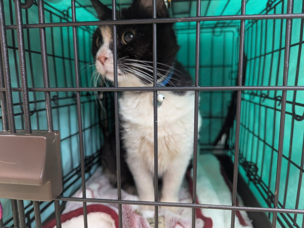 茨城県坂東市　保護猫　里親募集　預かりボランティア　わんにゃんサークル結生　譲渡会