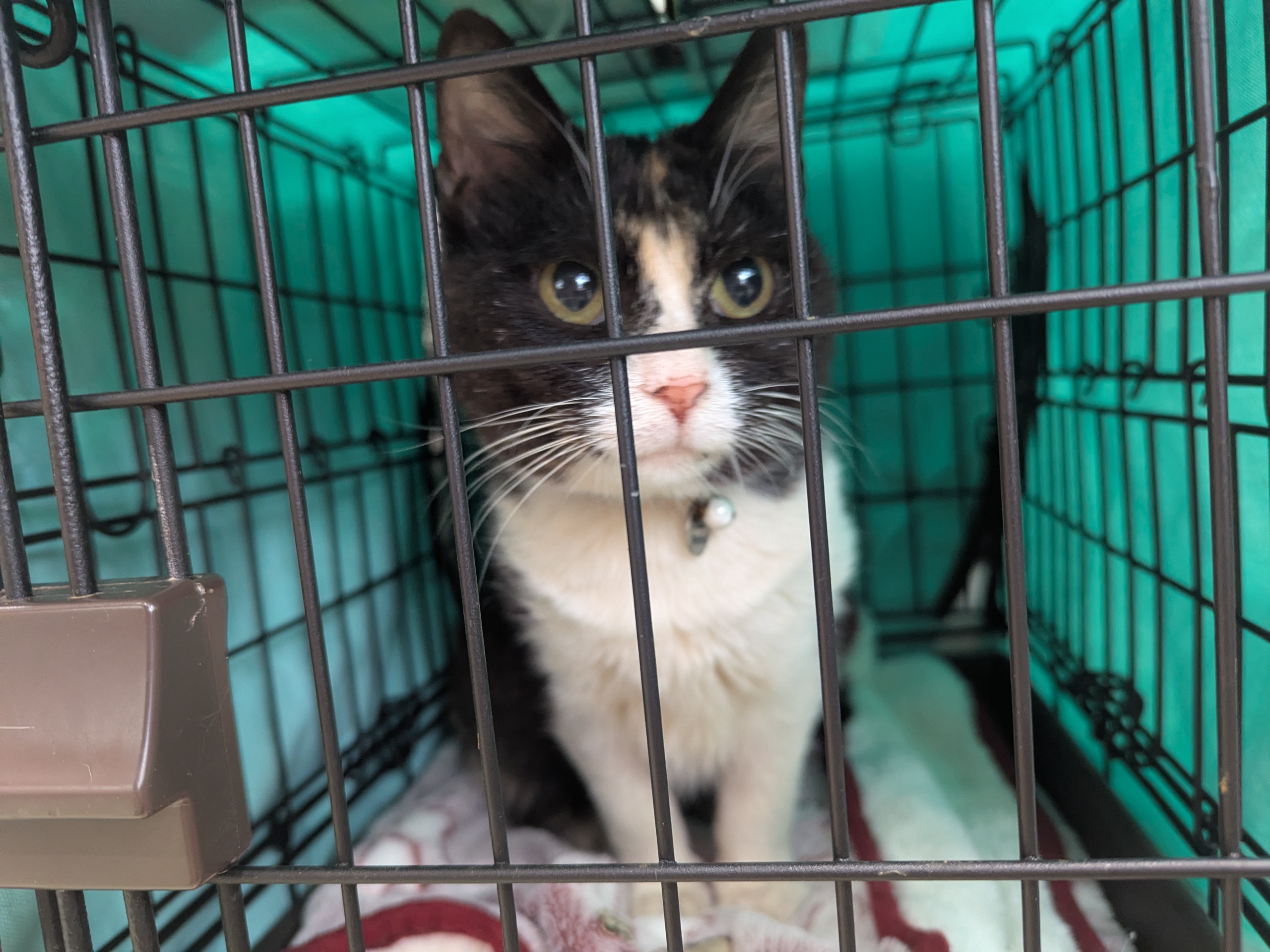 茨城県坂東市　保護猫　里親募集　預かりボランティア　わんにゃんサークル結生　譲渡会