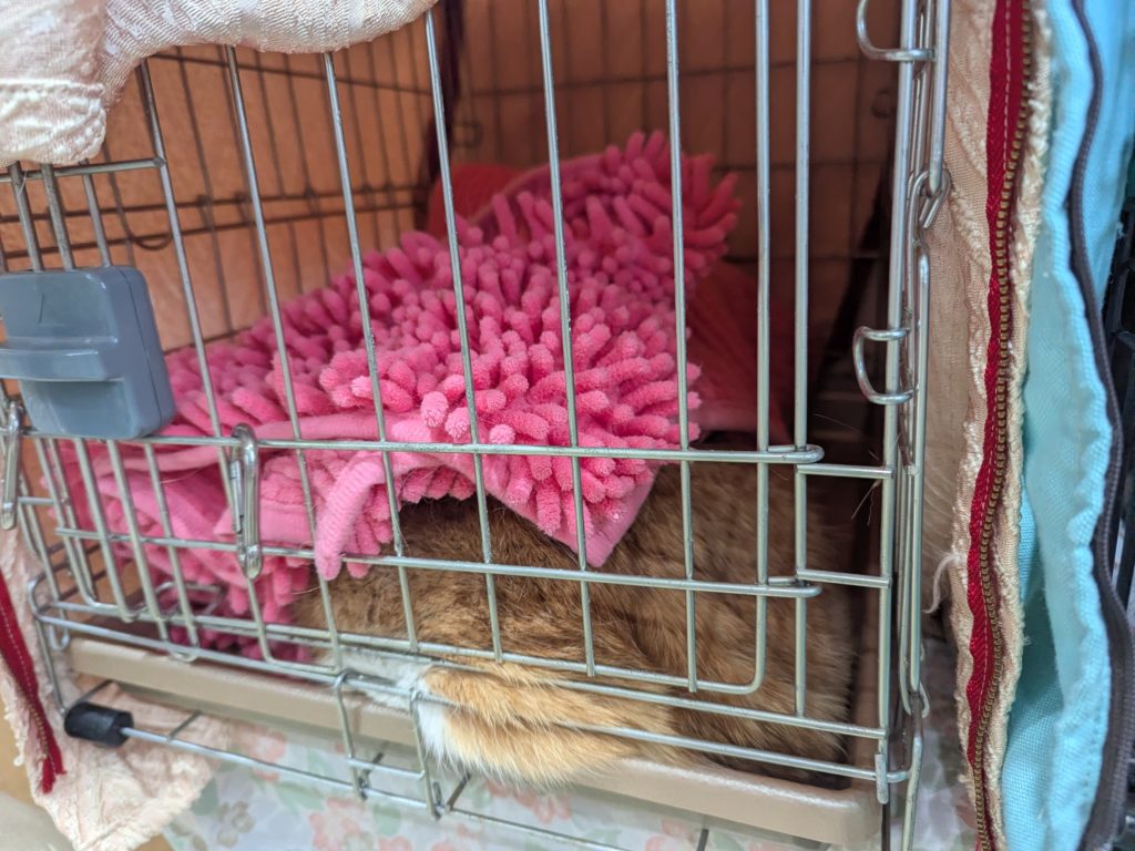 茨城県坂東市　保護猫　里親募集　預かりボランティア　わんにゃんサークル結生　譲渡会