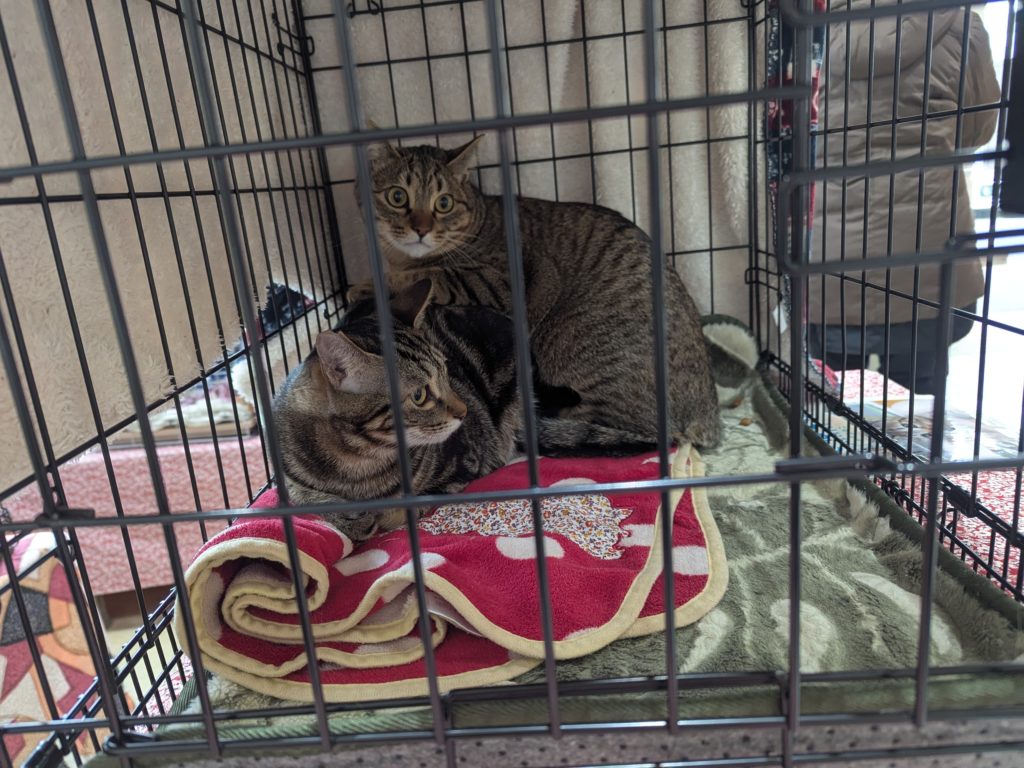 茨城県坂東市　保護猫　里親募集　預かりボランティア　わんにゃんサークル結生　譲渡会