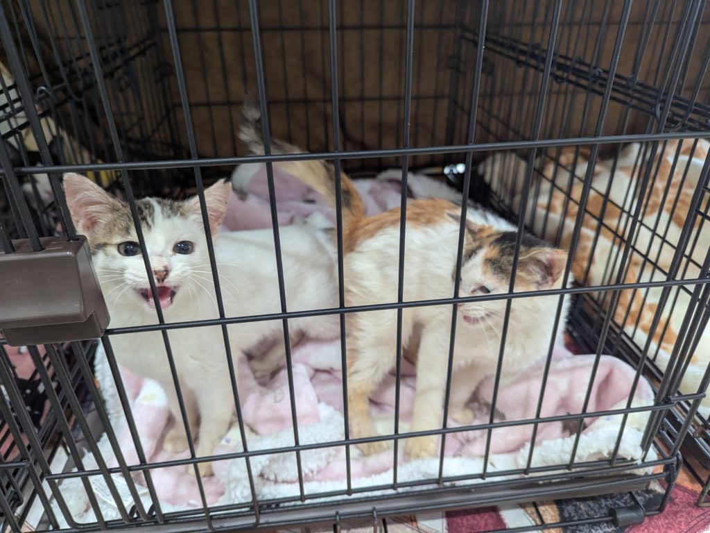 茨城県坂東市　保護猫　里親募集　預かりボランティア　わんにゃんサークル結生　譲渡会