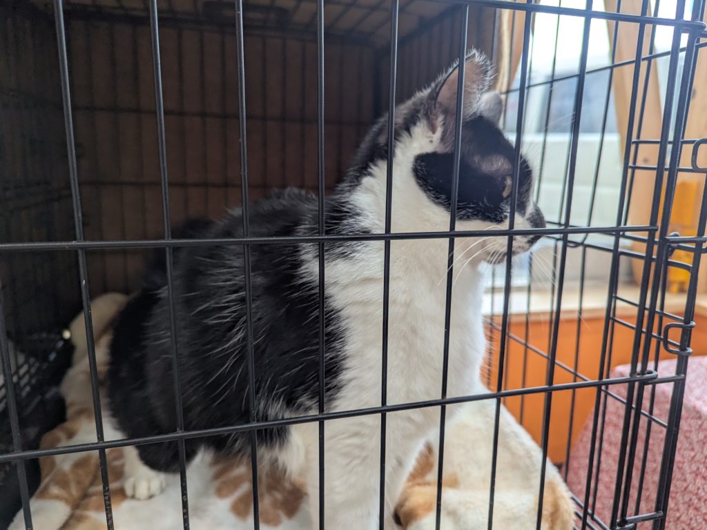 茨城県坂東市　保護猫　里親募集　預かりボランティア　わんにゃんサークル結生　譲渡会