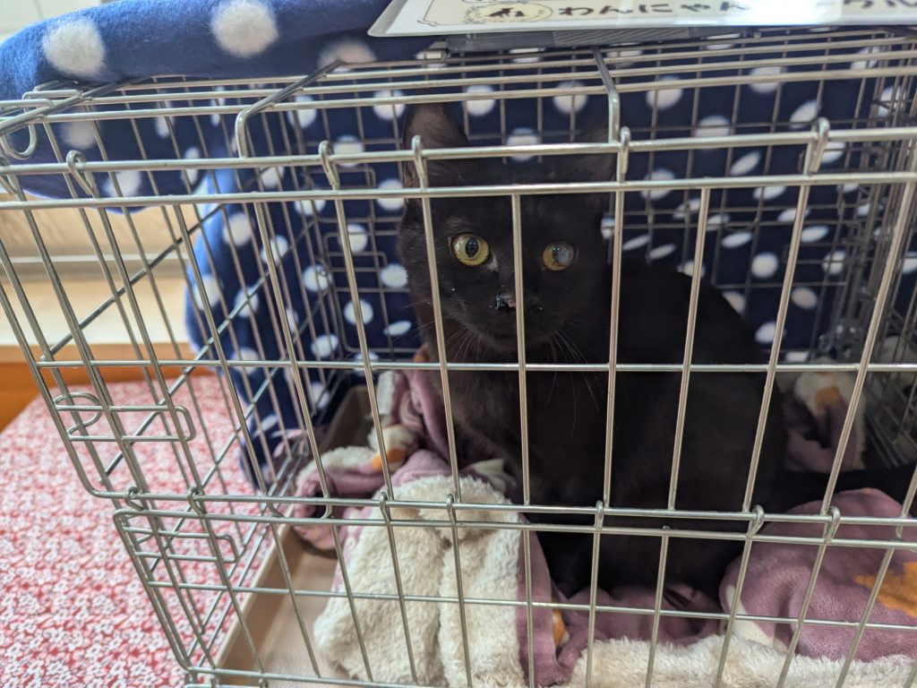 茨城県坂東市　保護猫　里親募集　預かりボランティア　わんにゃんサークル結生　譲渡会