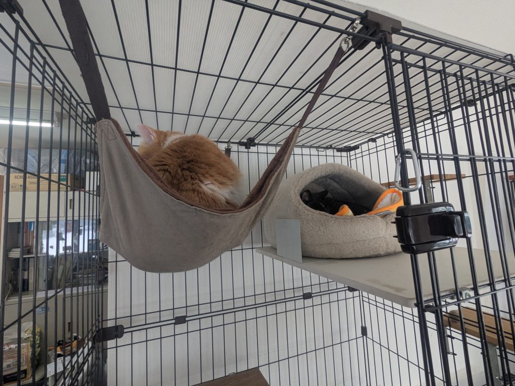 茨城県坂東市　保護猫　里親募集　預かりボランティア　わんにゃんサークル結生