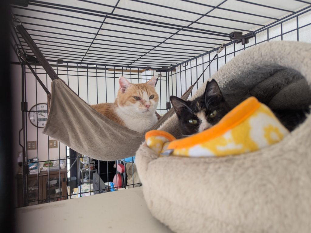 茨城県坂東市　保護猫　里親募集　預かりボランティア　わんにゃんサークル結生