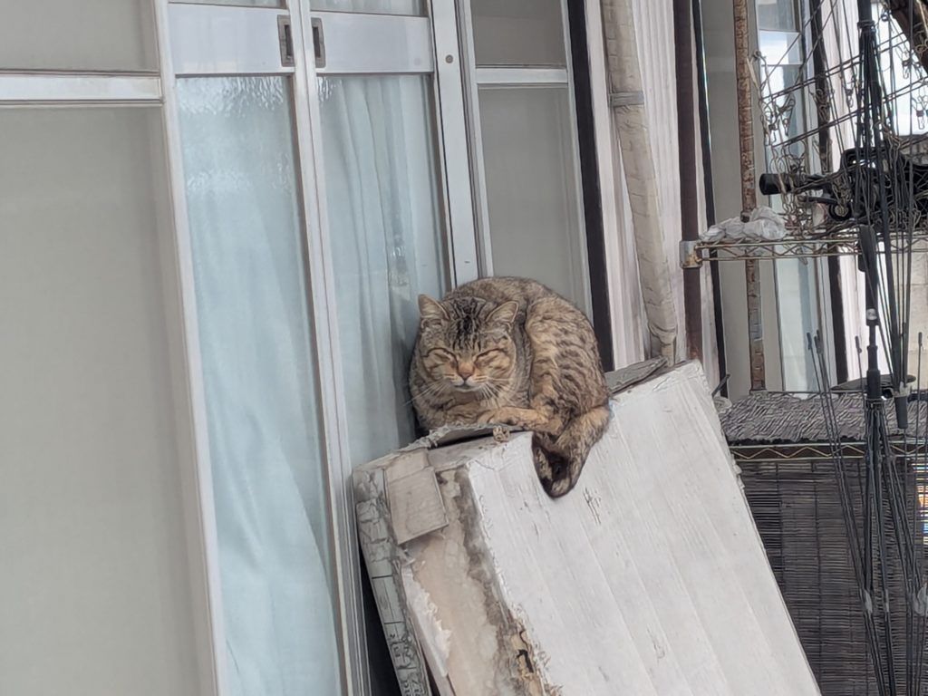 茨城県坂東市　保護猫　里親募集　預かりボランティア　わんにゃんサークル結生