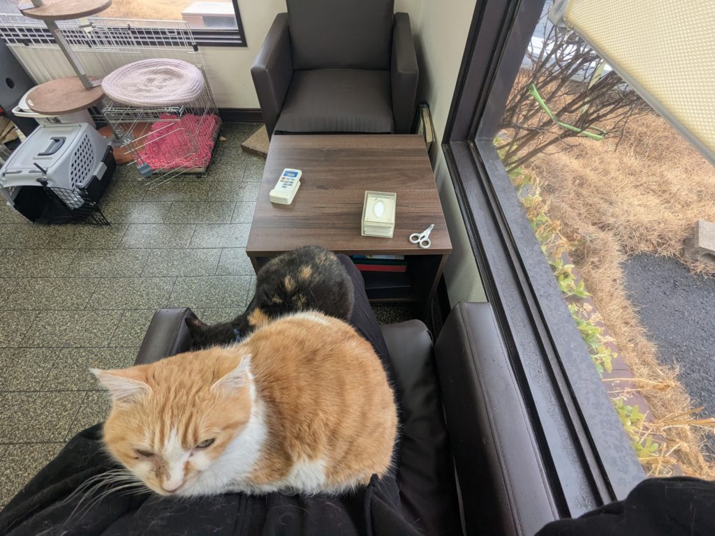 茨城県坂東市 保護猫 里親募集 預かりボランティア わんにゃんサークル結生