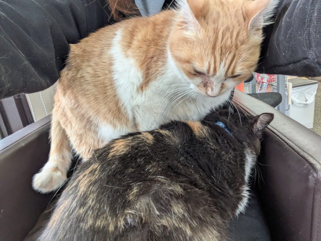 茨城県坂東市 保護猫 里親募集 預かりボランティア わんにゃんサークル結生