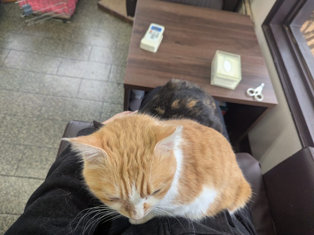 茨城県坂東市 保護猫 里親募集 預かりボランティア わんにゃんサークル結生