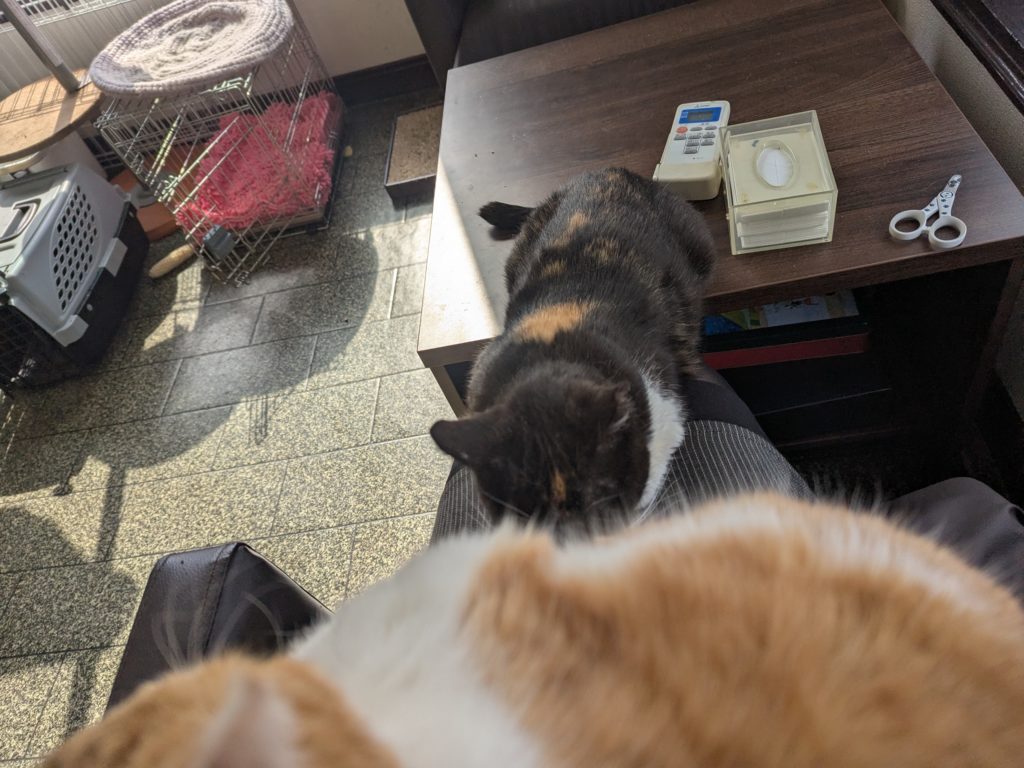 茨城県坂東市 保護猫 里親募集 預かりボランティア わんにゃんサークル結生