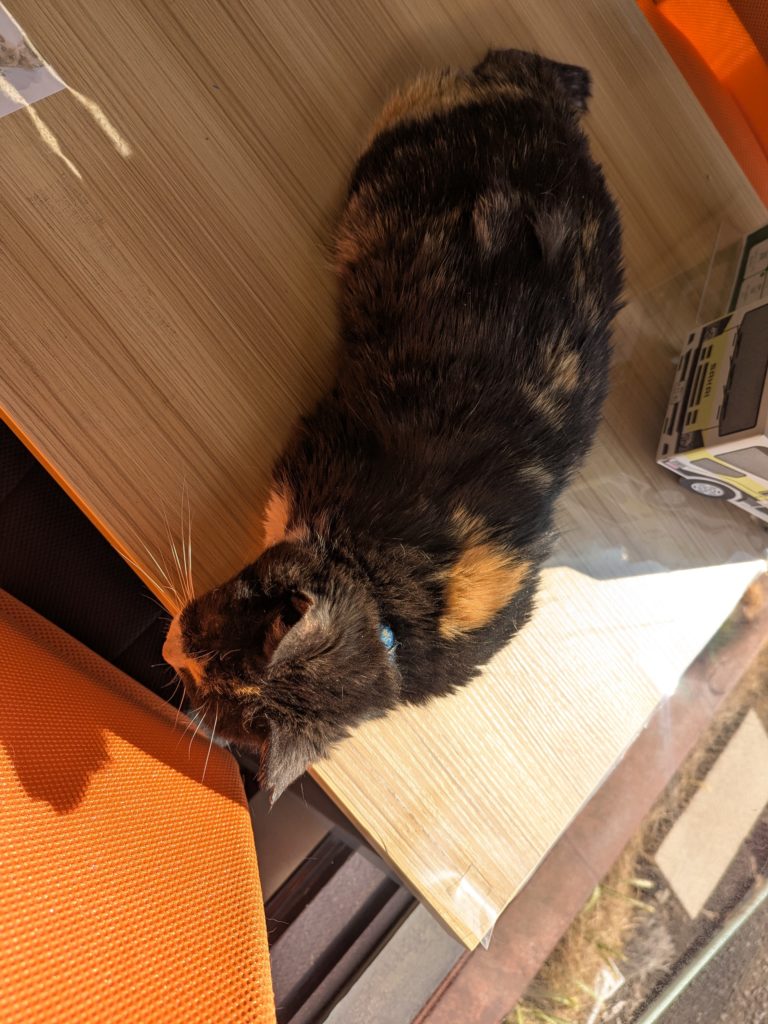 茨城県坂東市 保護猫 里親募集 預かりボランティア わんにゃんサークル結生