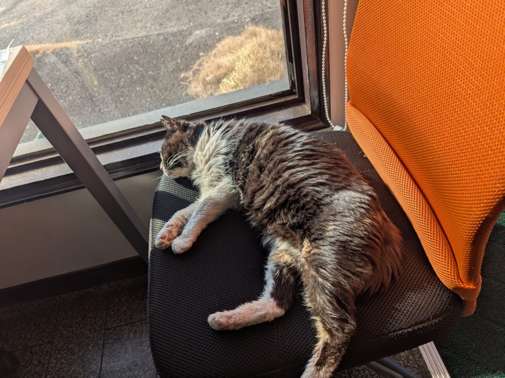 茨城県坂東市 保護猫 里親募集 預かりボランティア わんにゃんサークル結生