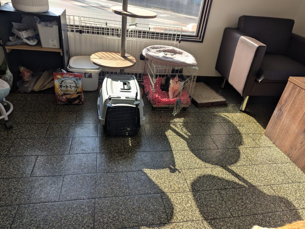 茨城県坂東市 保護猫 里親募集 預かりボランティア わんにゃんサークル結生