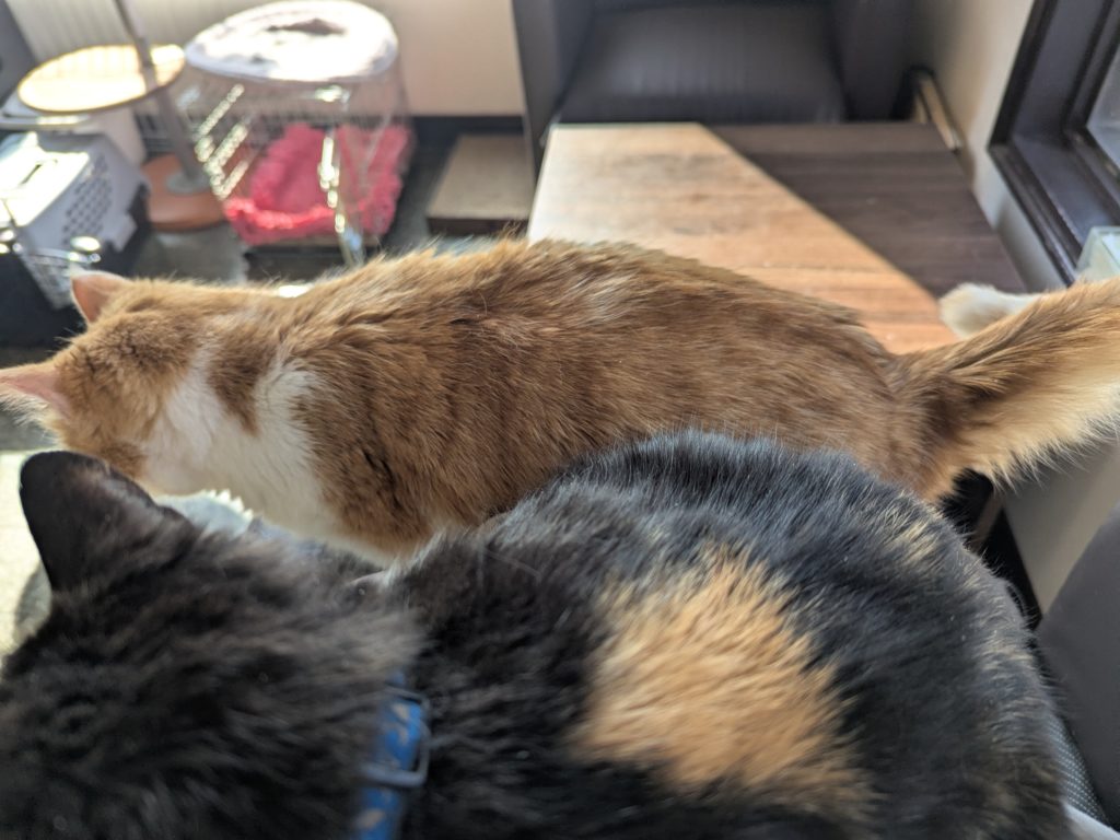 茨城県坂東市 保護猫 里親募集 預かりボランティア わんにゃんサークル結生