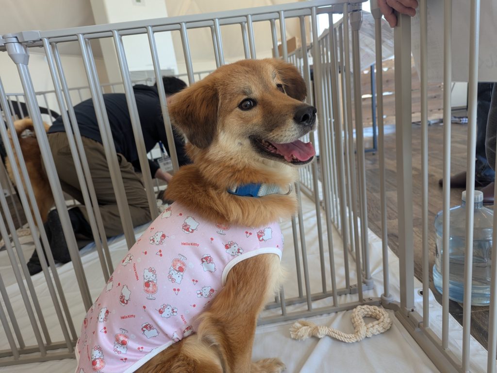 茨城県坂東市　保護猫　里親募集　預かりボランティア　わんにゃんサークル結生