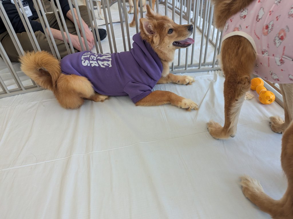 茨城県坂東市　保護猫　里親募集　預かりボランティア　わんにゃんサークル結生