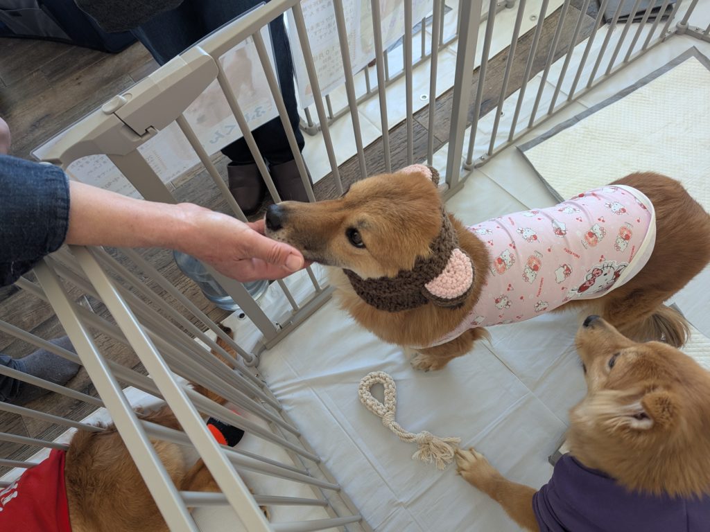 茨城県坂東市　保護猫　里親募集　預かりボランティア　わんにゃんサークル結生