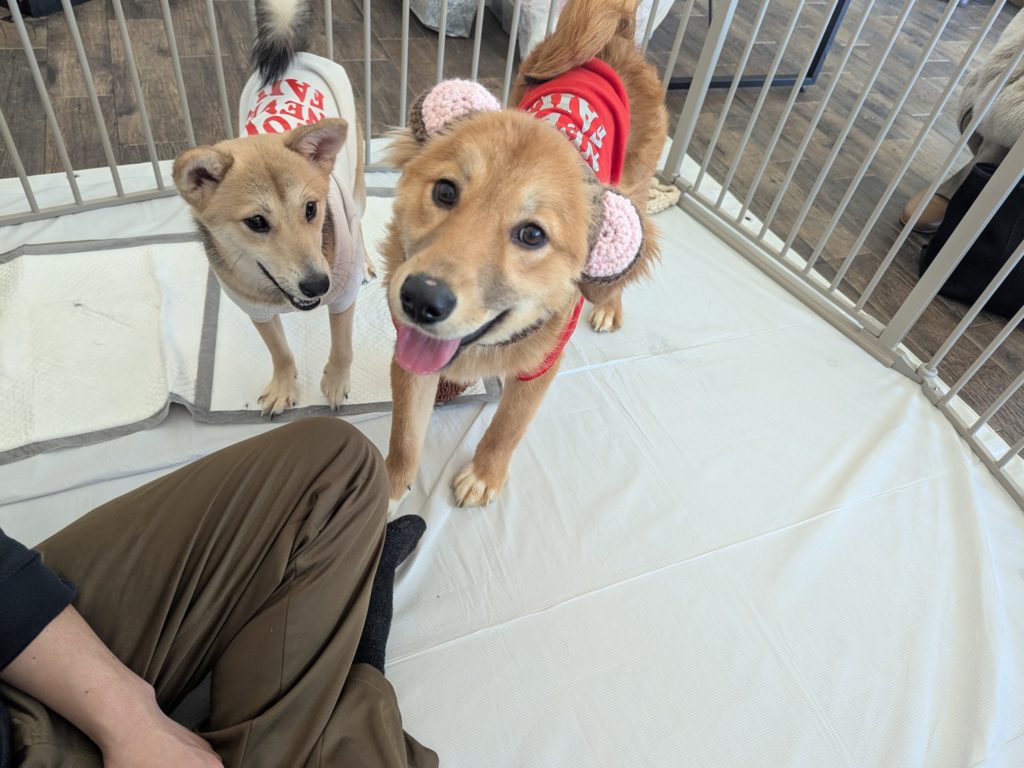 茨城県坂東市　保護猫　里親募集　預かりボランティア　わんにゃんサークル結生