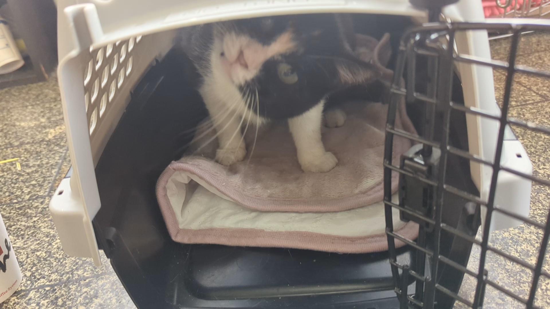 茨城県坂東市　保護猫　里親募集　預かりボランティア　わんにゃんサークル結生