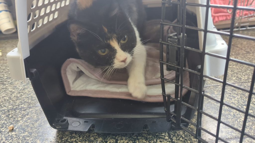 茨城県坂東市　保護猫　里親募集　預かりボランティア　わんにゃんサークル結生