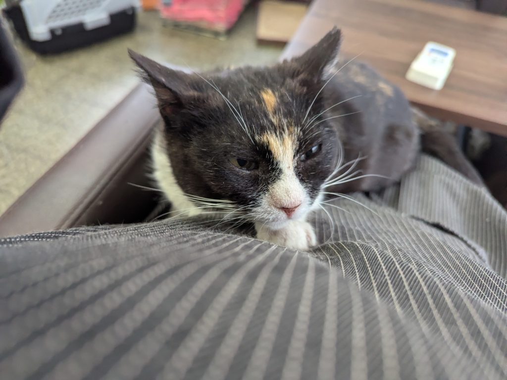 茨城県坂東市 保護猫 里親募集 預かりボランティア わんにゃんサークル結生