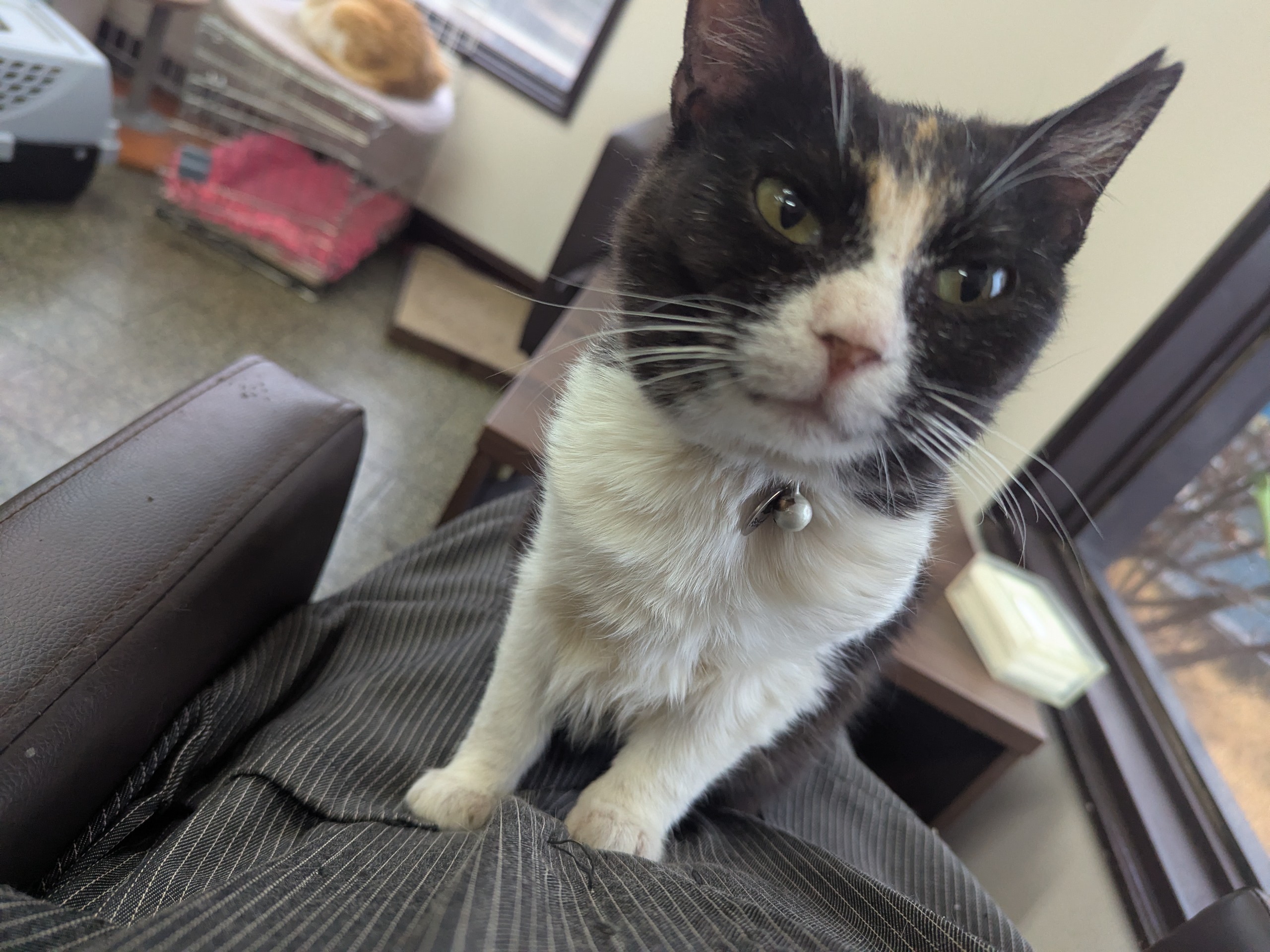 茨城県坂東市　保護猫　里親募集　預かりボランティア　わんにゃんサークル結生