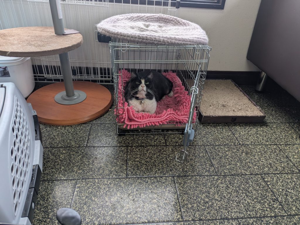 茨城県坂東市 保護猫 里親募集 預かりボランティア わんにゃんサークル結生