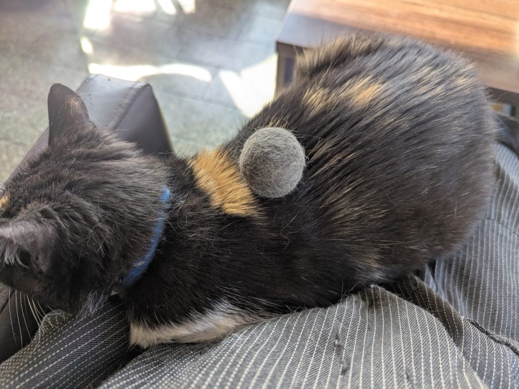 茨城県坂東市　保護猫　里親募集　預かりボランティア　わんにゃんサークル結生