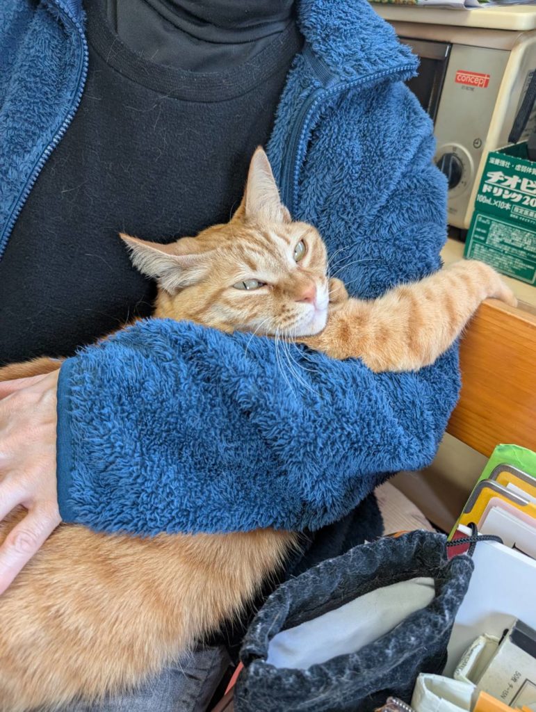 茨城県坂東市　保護猫　里親募集　預かりボランティア　わんにゃんサークル結生　幸せ報告