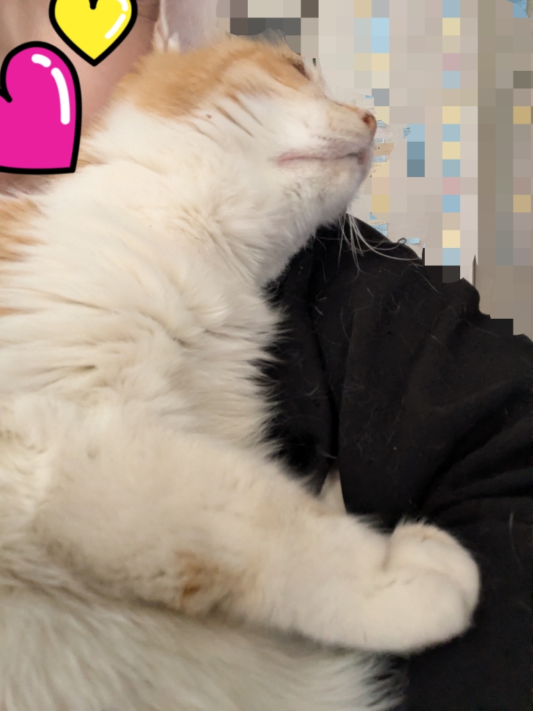 茨城県坂東市　保護猫　里親募集　預かりボランティア　わんにゃんサークル結生